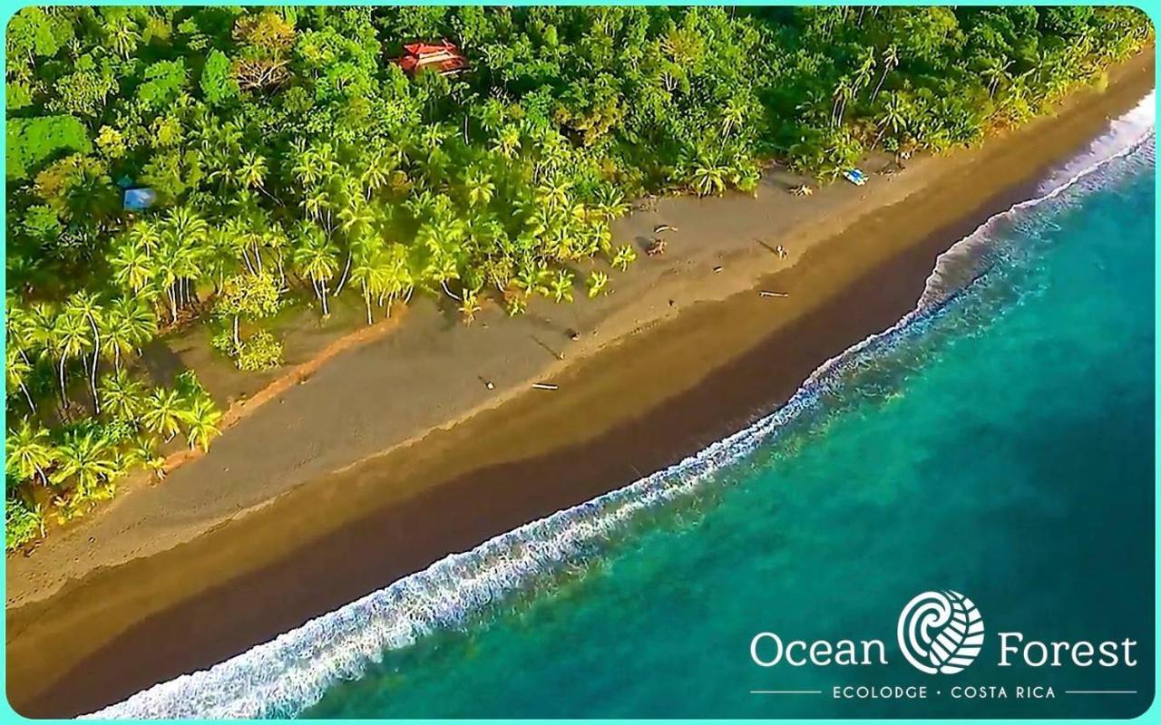 Ocean Forest Ecolodge San Pedrillo Ngoại thất bức ảnh