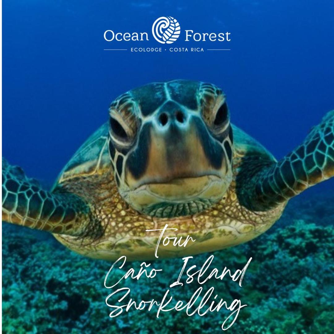 Ocean Forest Ecolodge San Pedrillo Ngoại thất bức ảnh