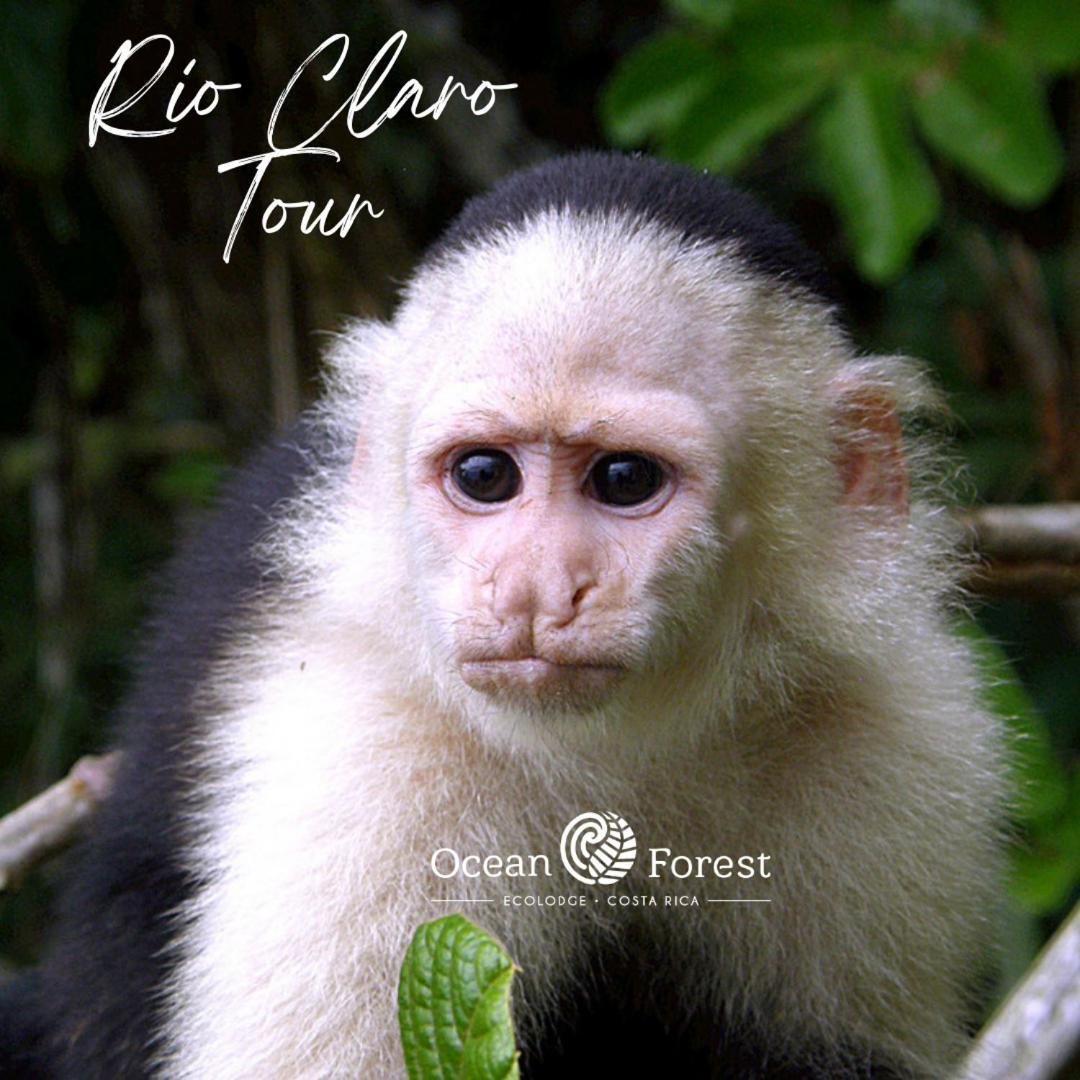 Ocean Forest Ecolodge San Pedrillo Ngoại thất bức ảnh