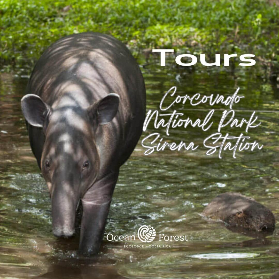 Ocean Forest Ecolodge San Pedrillo Ngoại thất bức ảnh