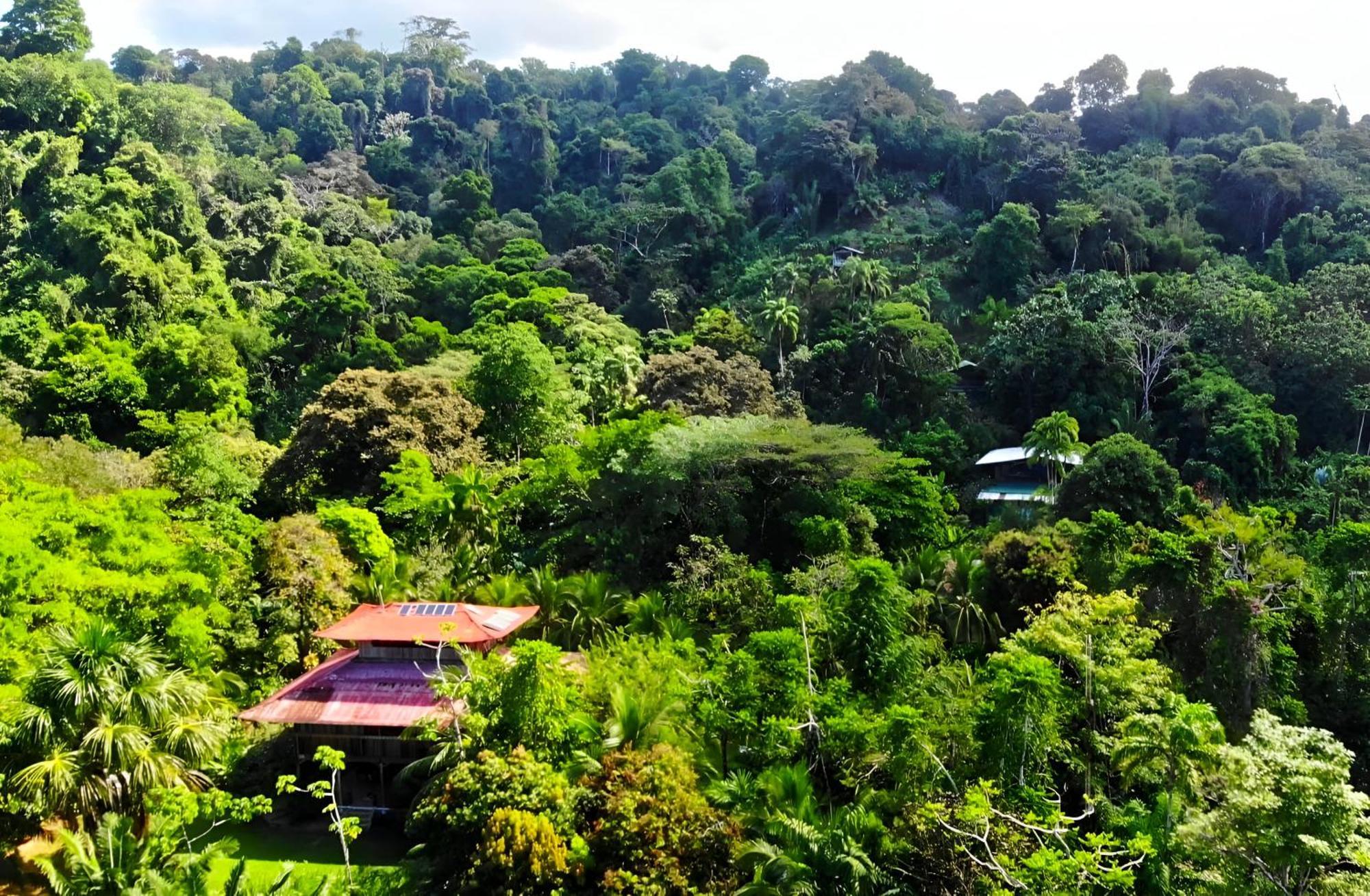Ocean Forest Ecolodge San Pedrillo Ngoại thất bức ảnh